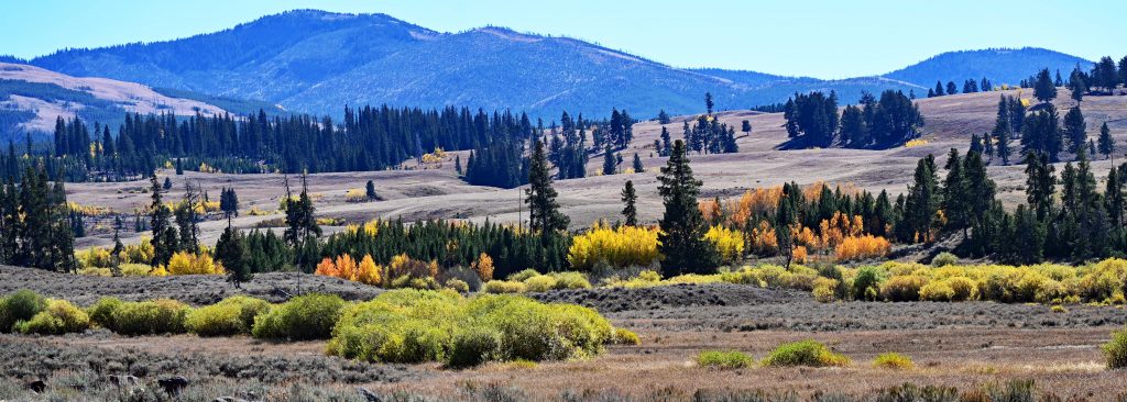 Pine Creek & Mammoth, Yellowstone dsc 5381 1