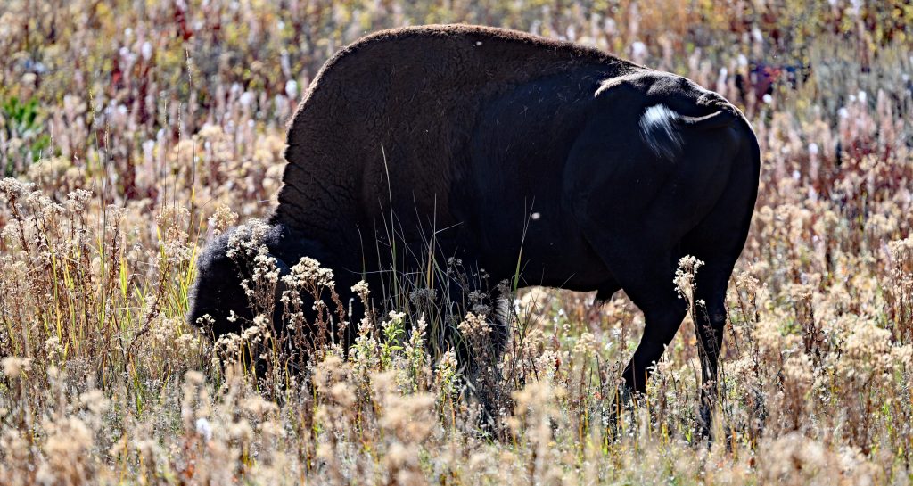 Pine Creek & Mammoth, Yellowstone dsc 5392 1