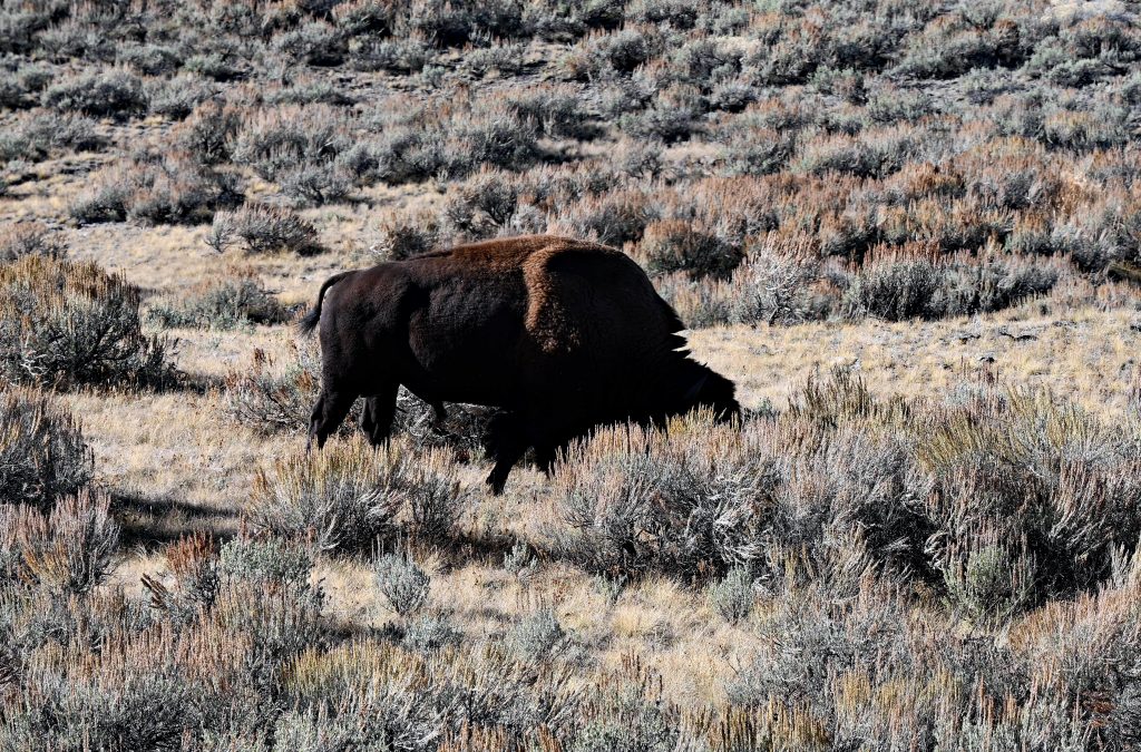 Pine Creek & Mammoth, Yellowstone dsc 5401 1