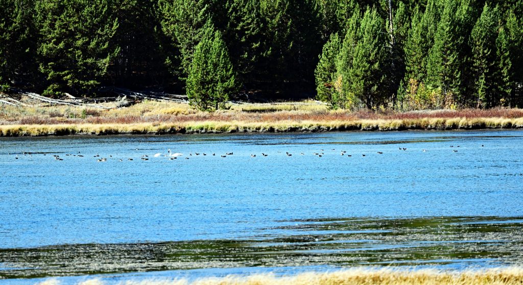Von Mammoth zum Norris Geyser Basin dsc 5445 1