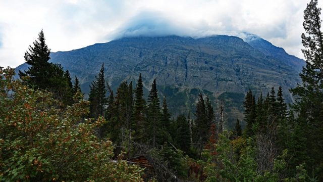 red eagle, seen from sun point nature trail