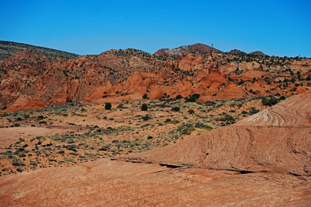 Purple Coins in the distance dsc 6442
