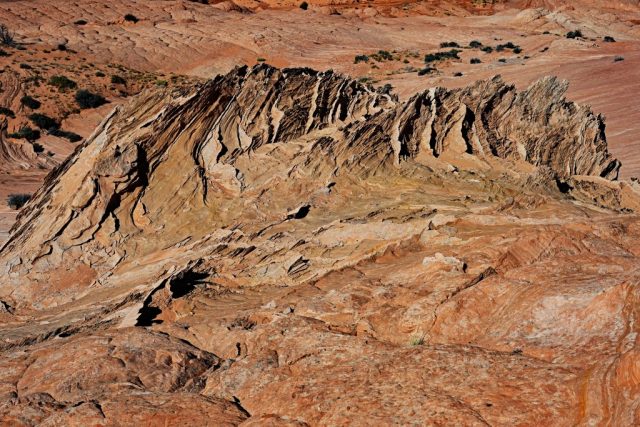 looks like an animal of jurassic parc looks like an animal of jurassic parc