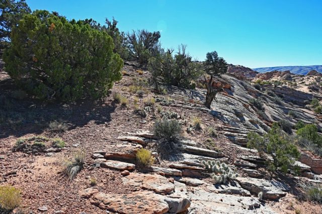 pine trees and shrubs at the summit pine trees and shrubs at the summit