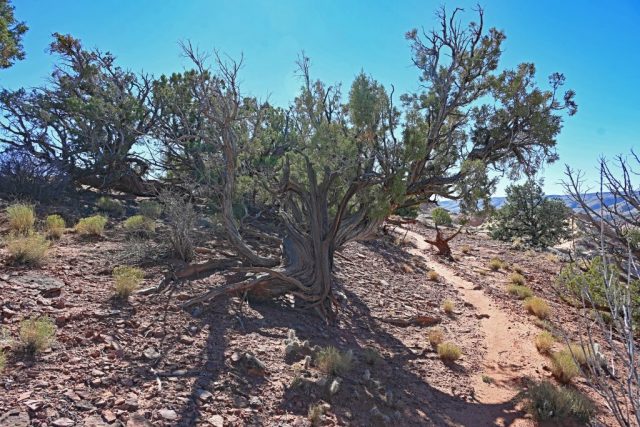 pine trees always incredible, how these trunks twist pine trees always incredible, how these trunks twist