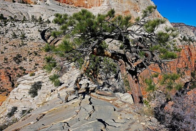 A lone pine holding fast to the rock dsc 6624
