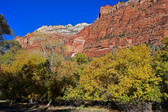 the golden cottonwoods near zion lodge the golden cottonwoods near zion lodge