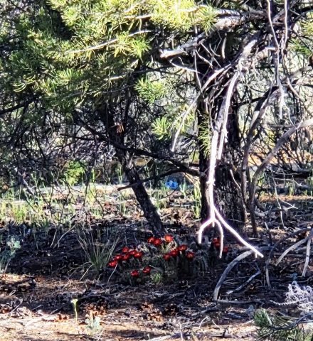 Blühende Kakteen, die im Schatten Schutz vor der Hitze suchen. 20260324 095319