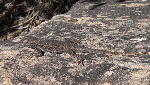 Eine wunderschöne Echse sonnt sich auf dem warmen Stein. 20260324 123420