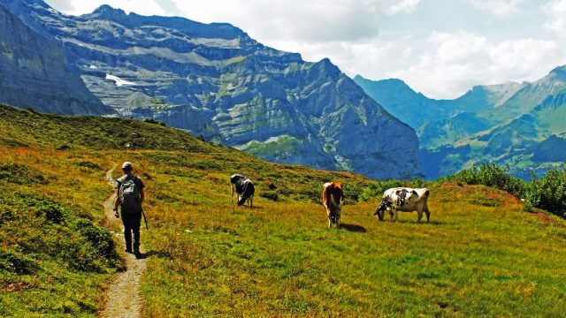 Begegnung mit freilaufenden Kühen dscf0265 1