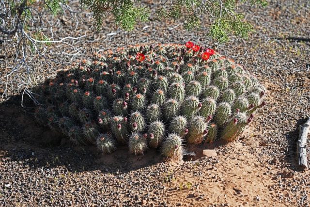 Wunderschöne blühende Kakteen am Pfad. dsc 6973