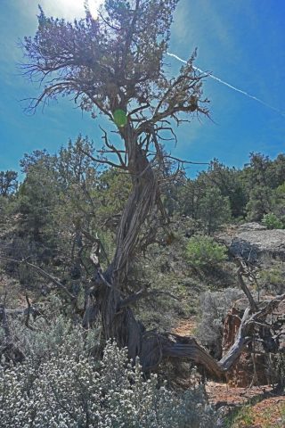 Ein Baum mit verdrehtem Stamm – ein Charakterkopf der Wüste. dsc 7026