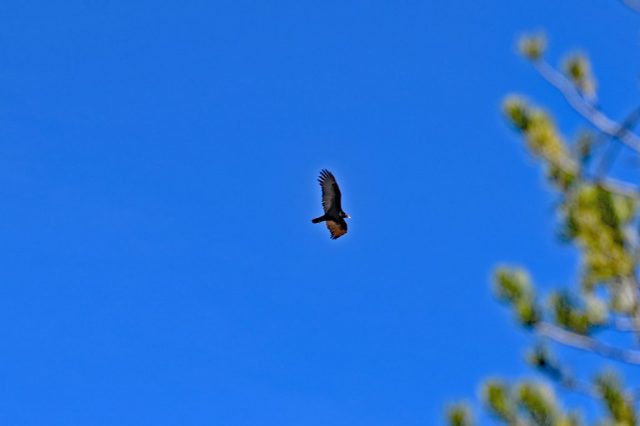 Ein Condor, der majestätisch auf uns zufliegt. dsc 7028 1
