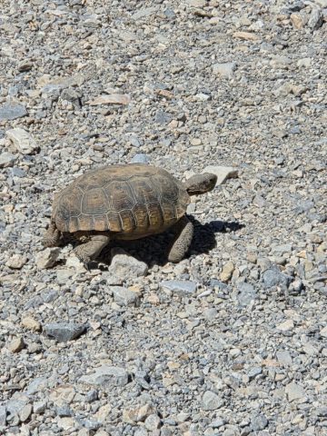 Nasza mała towarzyszka podróży z bliska schilddkröte 2026 03 19 at 13.12.22