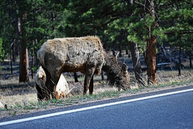 Zwei Hirsche beim Grasen am Wegesrand dsc 7439