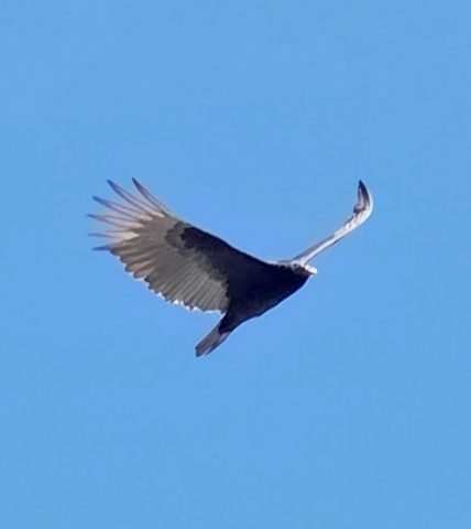 greifvogel