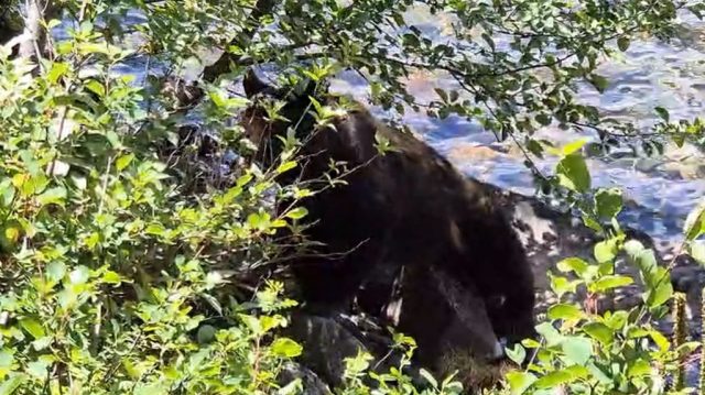 Ein Schwarzbär in perfekter Tarnung im dichten Ufergebüsch des Phelps Lake bär