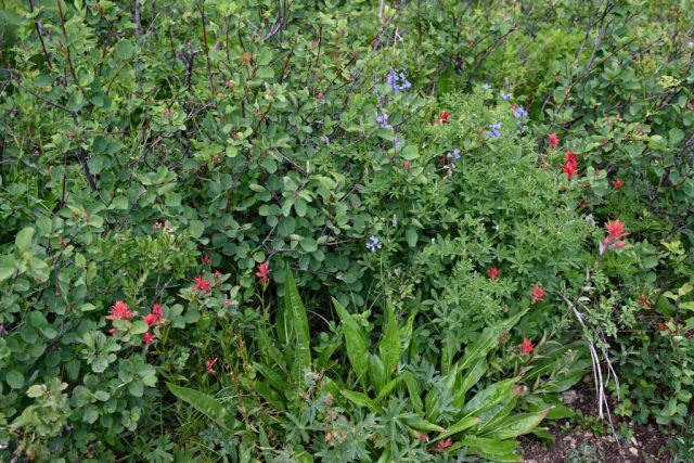 Leuchtender Indian Paintbrush und zarte blaue Wildblumen im taufrischen Grün dsc 8167