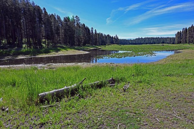 A green oasis of tranquility at Heron Pond, its shores bordered by dense forests and wide carpets of water lilies. dsc 8180