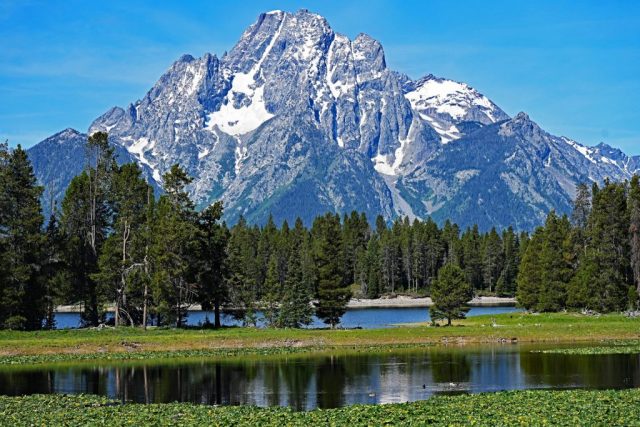 The snow-dusted flanks of Mount Moran mirror elegantly behind the idyllic sea of lilies on Swan Lake. dsc 8187