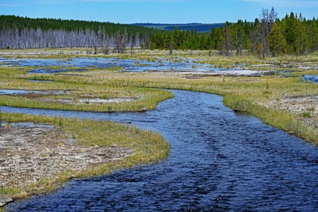 Rozgałęzione cieki wodne na podmokłych łąkach w pobliżu Firehole Lake Road dsc 8495