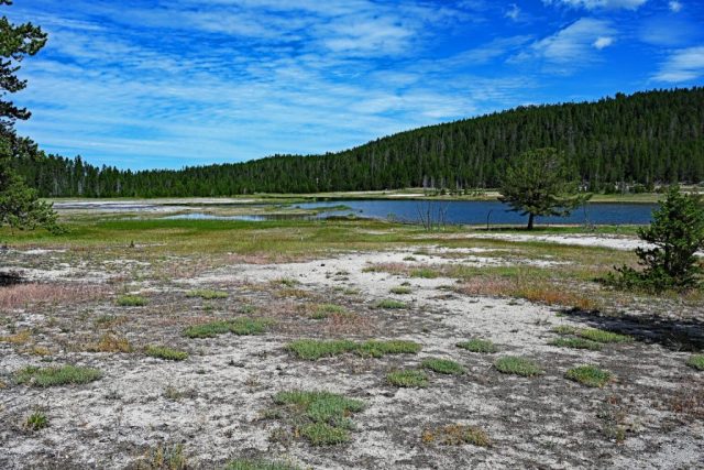 Jasne powierzchnie spiekowe na obrzeżach Firehole Lake dsc 8498