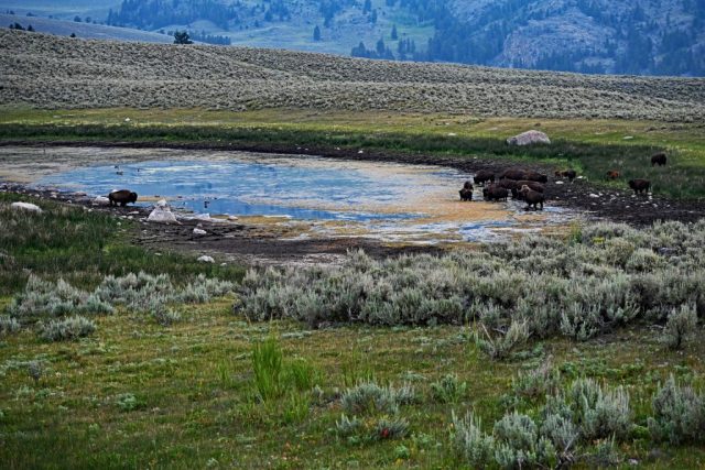 Frühmorgendliche Bisonbegegnung an einer Wasserstelle im Lamar Valley dsc 8581