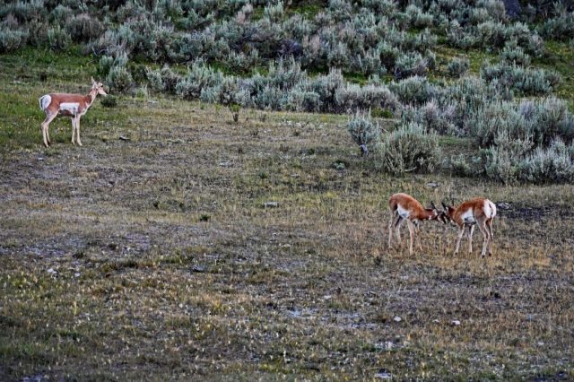 Spielerische Interaktion: Junge Pronghorns im ersten Morgenlicht dsc 8587 1
