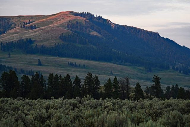 Das erste Morgenlicht auf dem Gipfel des Mount Norris im Lamar Valley dsc 8592