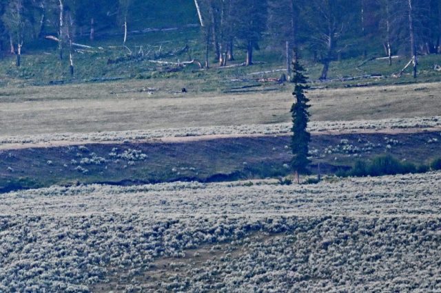 Da ist er! Ein weit entfernter Bär auf dem Weg in den schützenden Wald dsc 8596 bär