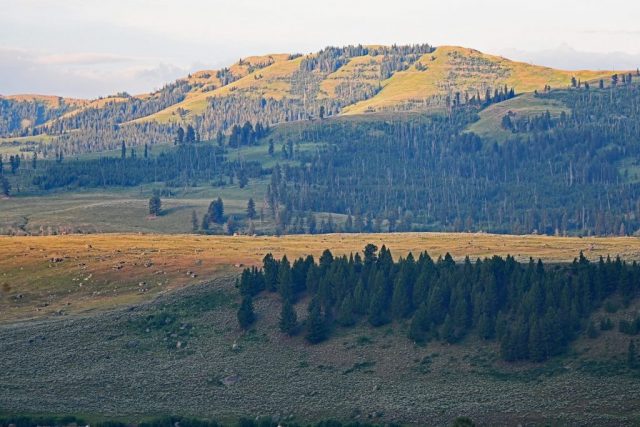 Blick über die weiten Terrassen des Lamar Valley auf den wuchtigen Specimen Ridge dsc 8597