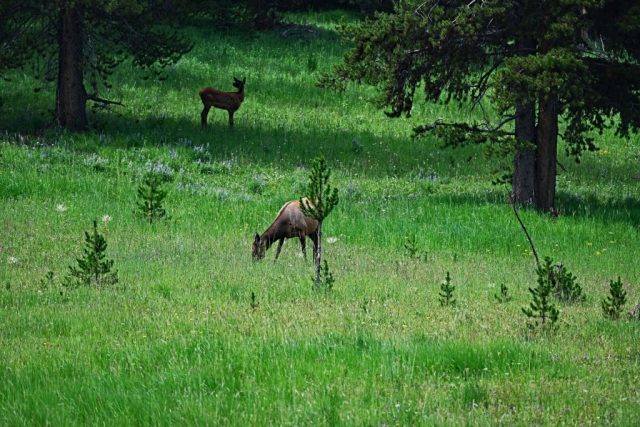 Friedlich grasende Wapitis auf einer schattigen Waldlichtung dsc 8601