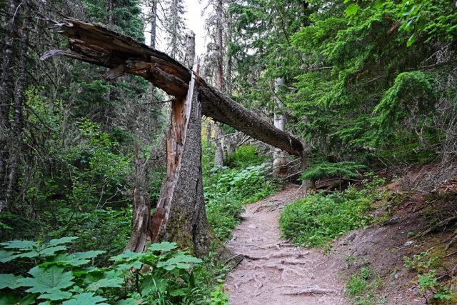 Natur-Tor aus gesplittertem Holz dsc 8619